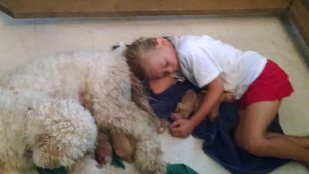 Goldendoodle and Bernedoodle Puppies Puppy